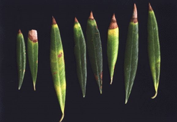 B deficiency elia