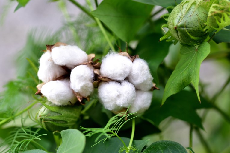 cotton field shutterstock 1165410511