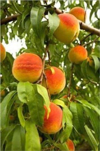 how to prune a peach tree