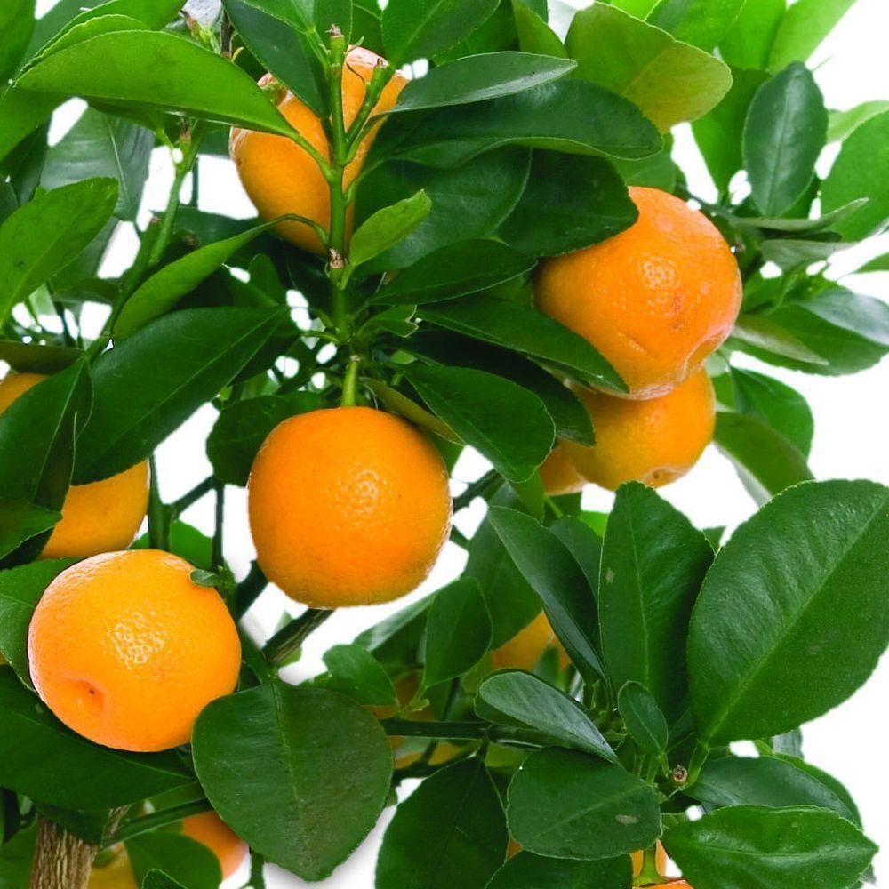 orange0