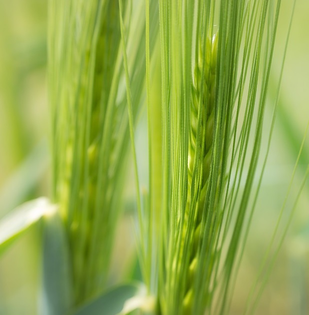 barley